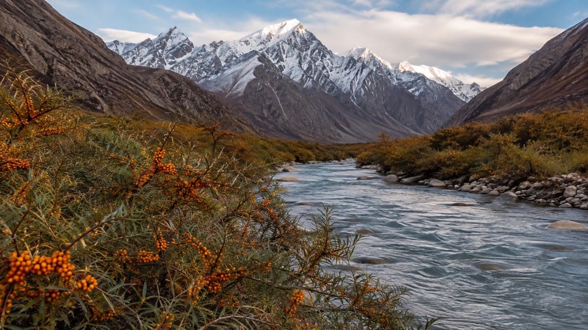 Where Does Sea Buckthorn Grow in India?