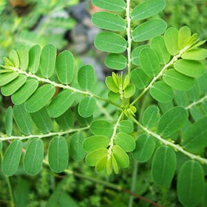 Phyllanthus (Bhumi Amla)
