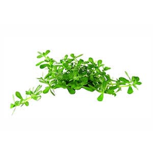 Bacopa (Brahmi)