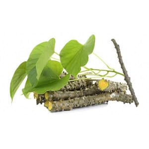 Guduchi (Giloy)