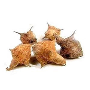 Gokhuru