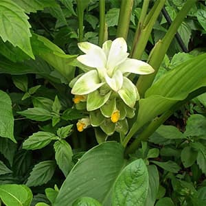 Turmeric (Haridra)