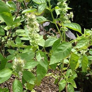 Nimbu Tulsi