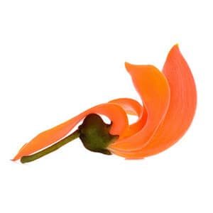 Palash