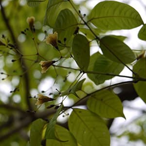 Patla