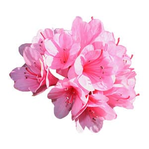 Rhododendron