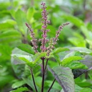 Shyam Tulsi