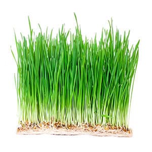 Wheat Grass