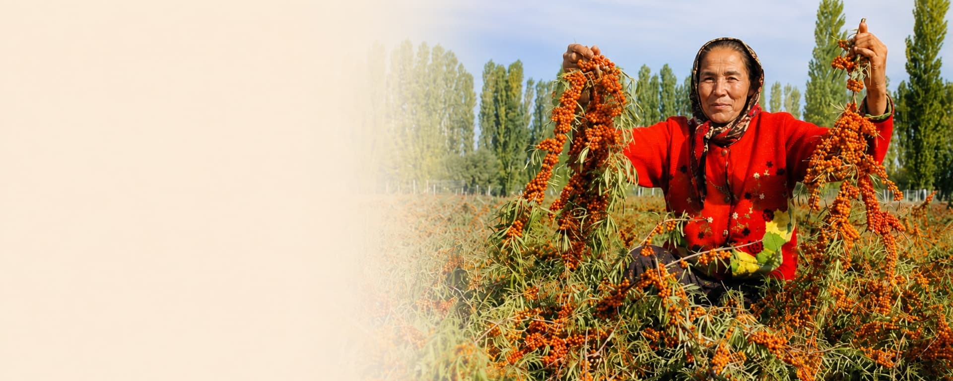 What Is Sea Buckthorn