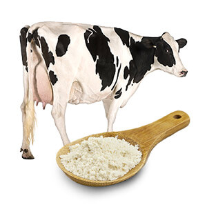 Cow Colostrum