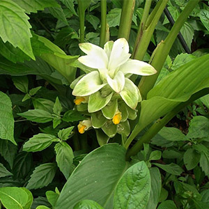 Turmeric (Haridra)