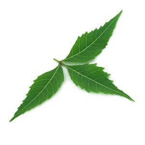 Neem