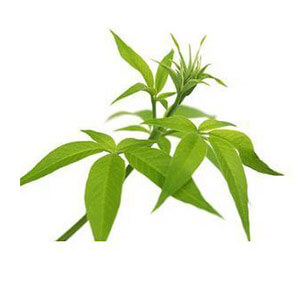 Chaste Tree (Nirgundi)