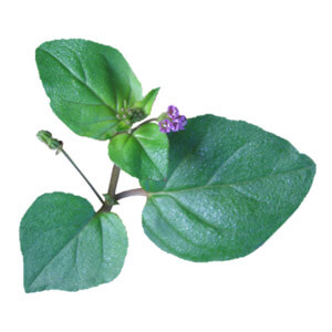Boerhavia (Punarnava)
