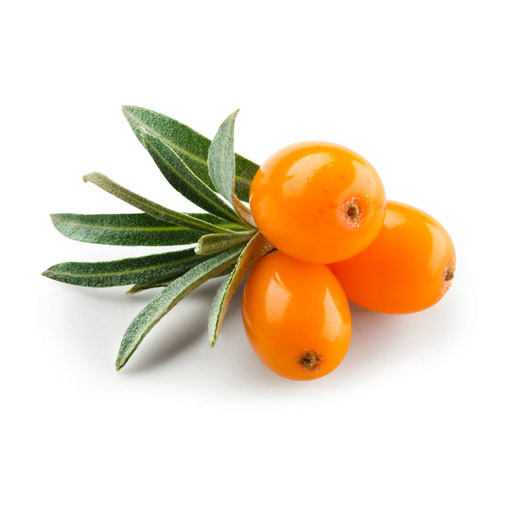 Sea Buckthorn