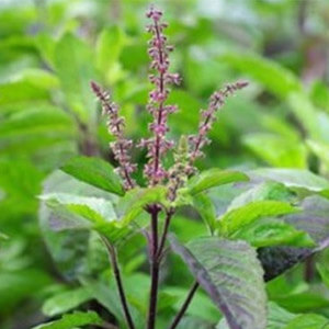Shyam Tulsi