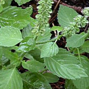 Sursa Tulsi