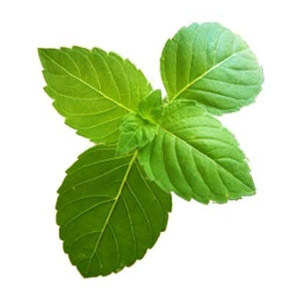 Holy Basil (Tulsi)