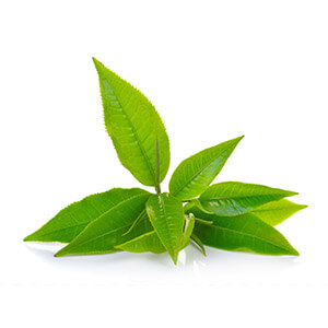 Green Tea Leaves