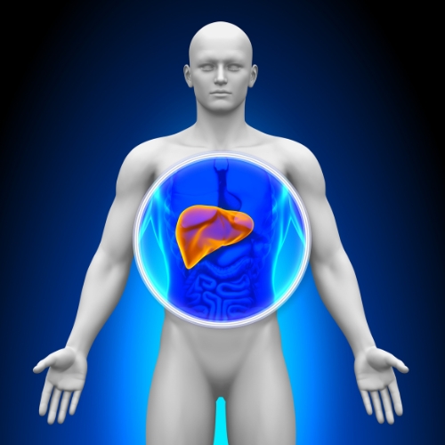 Healthy Liver